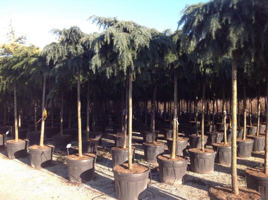 Cedru de Himalaya Feelin Blue" 2.50 - 3.00 m  Cedrus deodora "Feelin Blue"