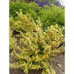 "Emerald Gold" 1.00 -1.20 m Euonymus Emerald Gold"