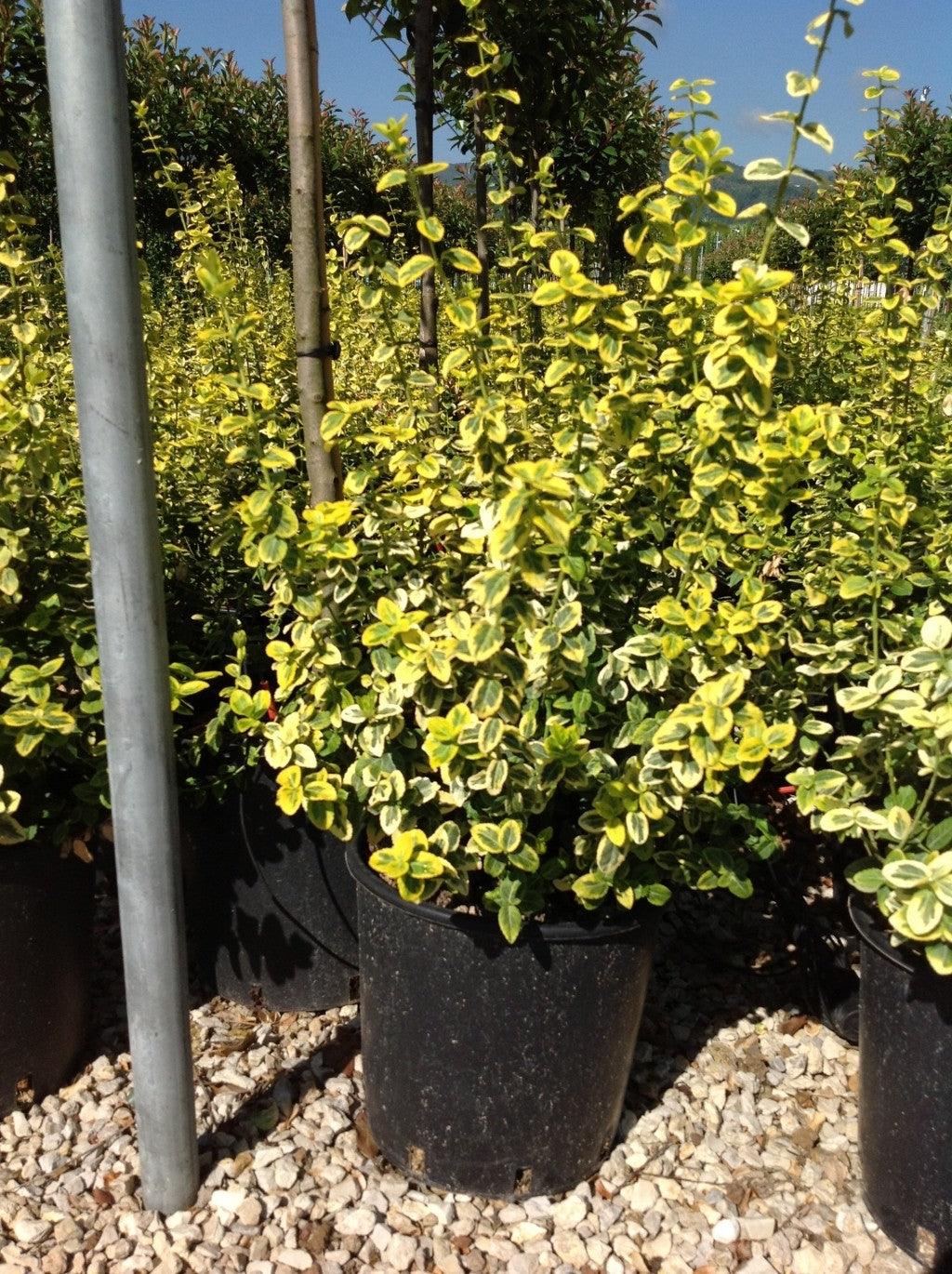 Salba aurie „Emerald Gold” 1.00 -1.20 m  Euonymus Emerald Gold"