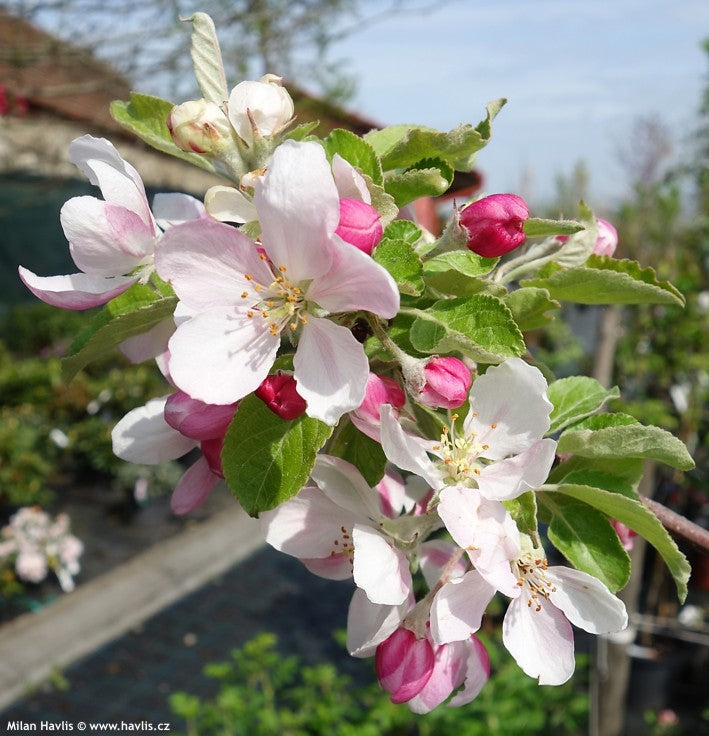 Mar Golden Delicious" 1.80 - 2.30 m  Malus domestica „Golden Delicious”