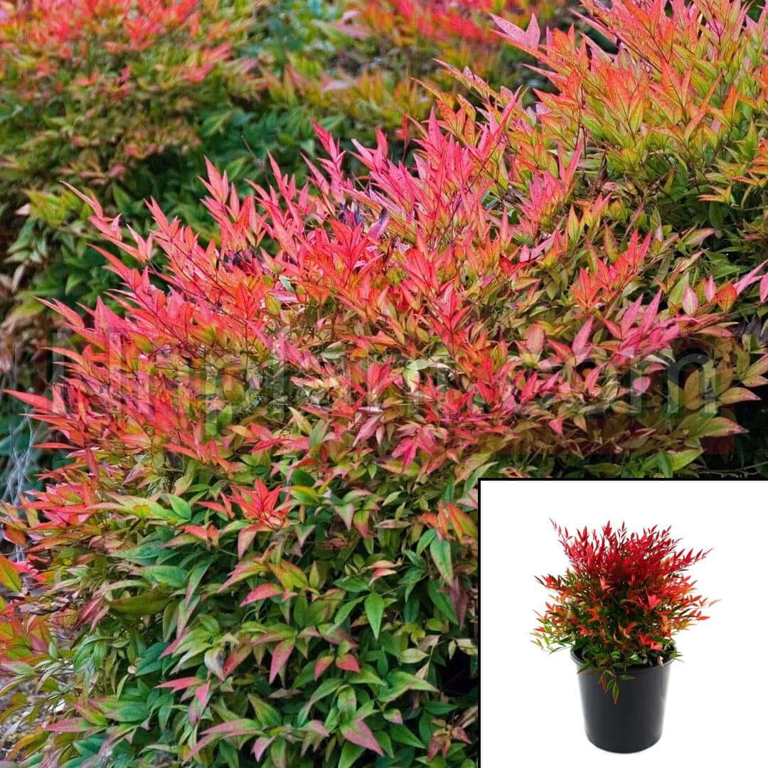 Bambus sfant  Moon Bay" 0.20 - 0.40 m  Nandina domestica "Moon Bay"