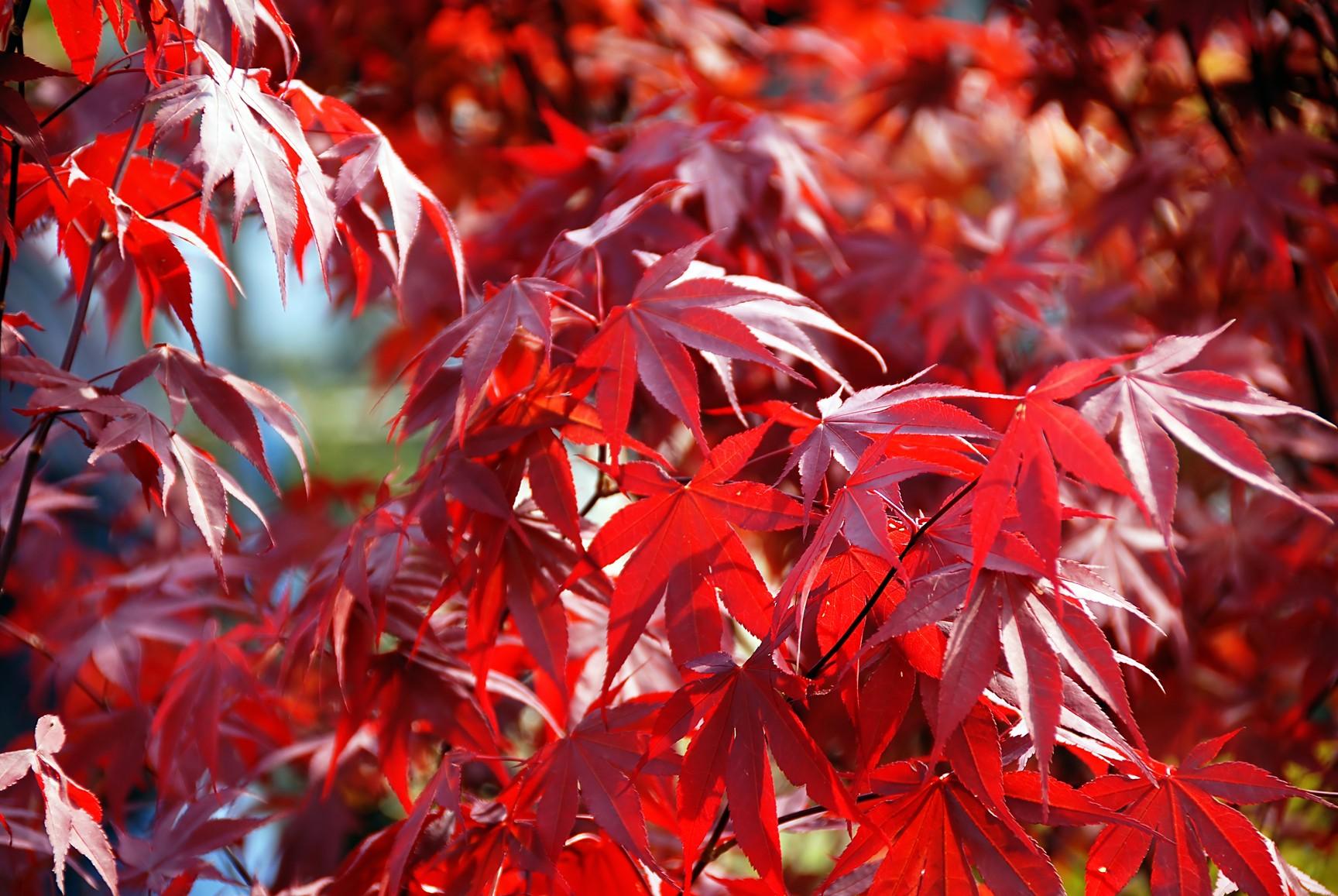 Artar japonez Fireglow" 1.80 - 2.00 m  Acer palm "Fireglow"