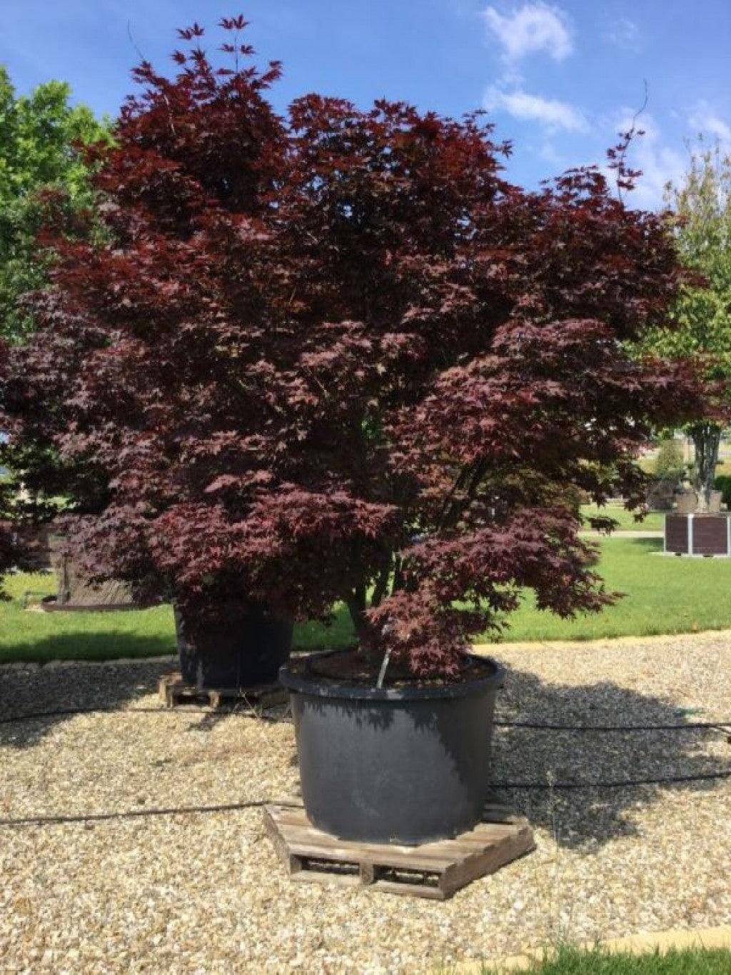 Artar japonez Bloodgood" 1.50 - 1.70 m  Acer palmatum "Bloodgood"