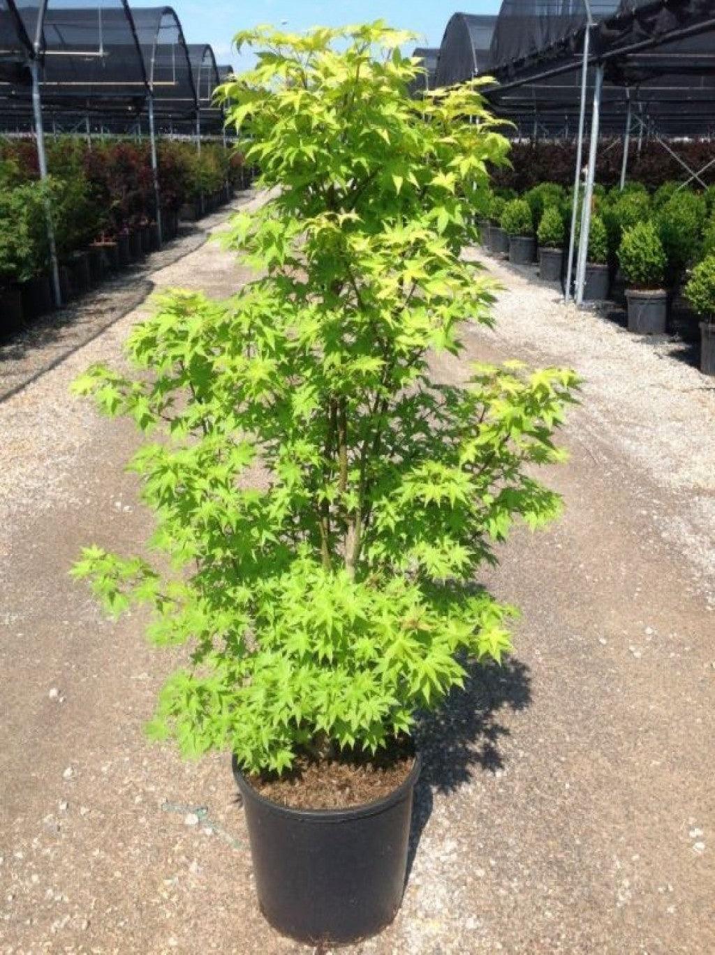 Artar japonez Summergold" 1.25-1.50 m Acer palm"Summergold"