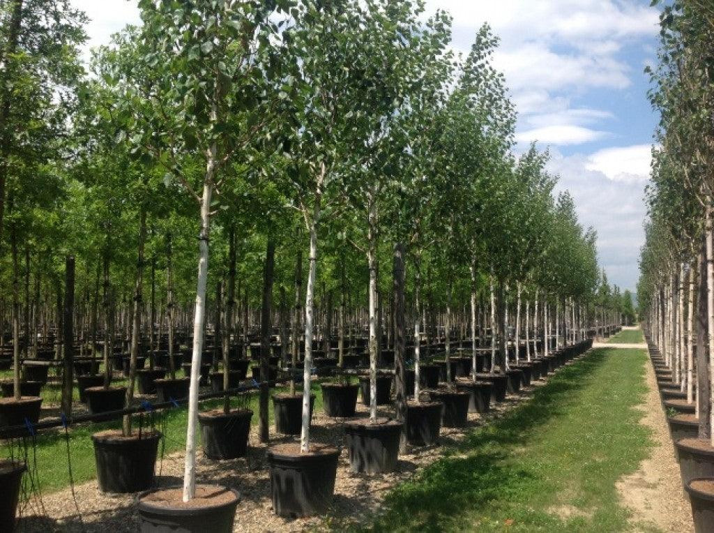 Mesteacan Doorenbos" 3.00 - 4.00 m  Betula utilis "Doorenbos "