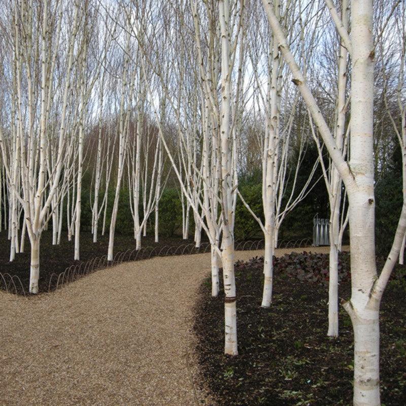 Mesteacan Doorenbos" 3.00 - 4.00 m  Betula utilis "Doorenbos "