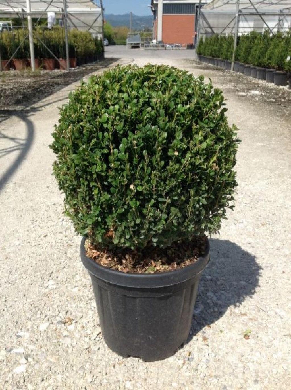 Buxus Faulkner" minge 0.40- 0.50 m  Buxus microphylla"Faulkner"