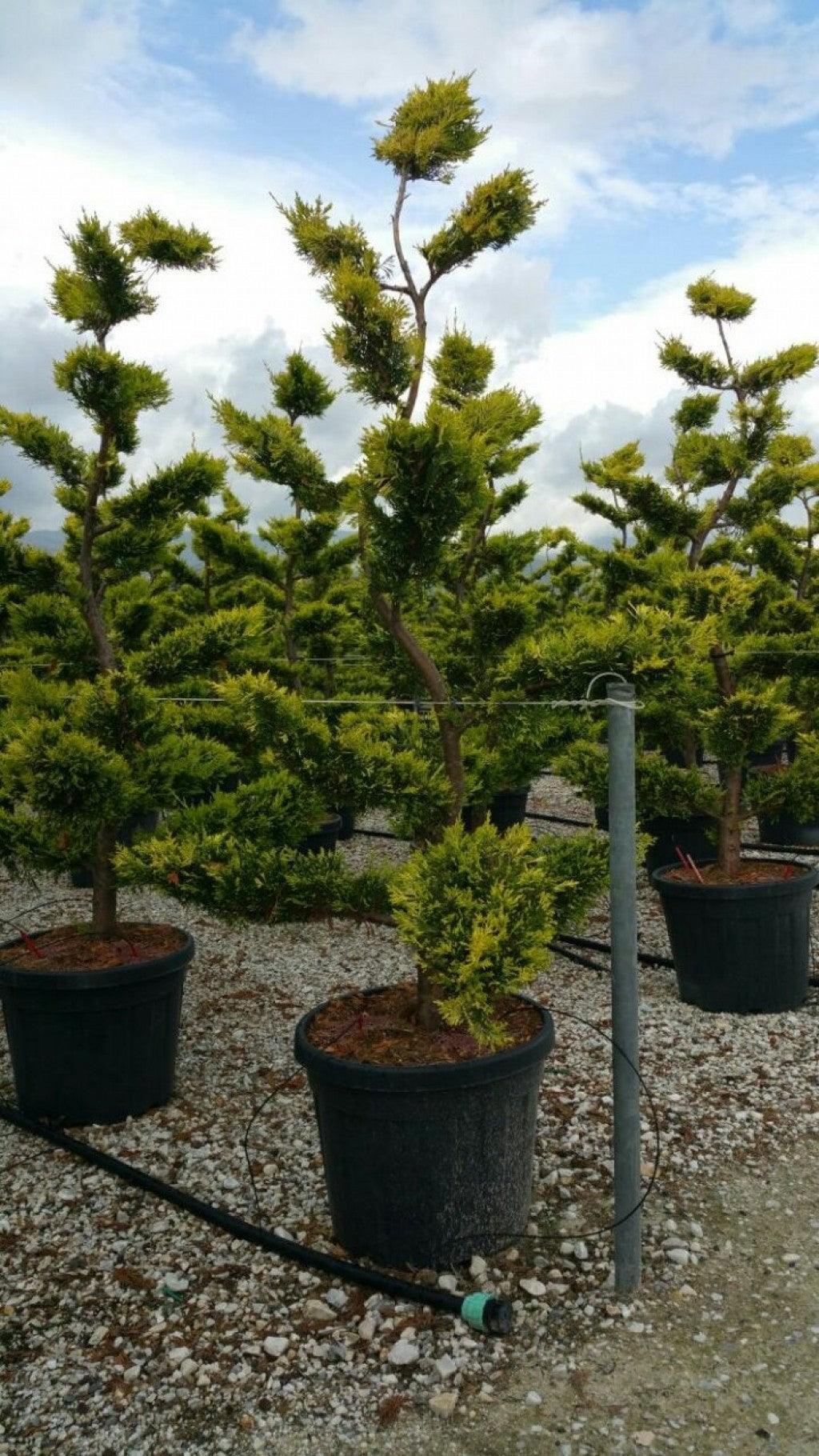 Chiparos leylandii Gold Rider "Bonsai 1.80-2.00 m  Cupressocyparis leylandii "Gold Rider "