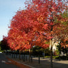 Raywood ash" 3.00 - 3.50 m Fraxinus angustifolia "Raywood"