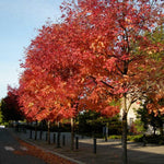Raywood ash" 3.00 - 3.50 m Fraxinus angustifolia "Raywood"