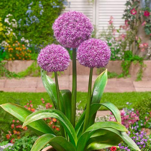 Allium Party Balloons