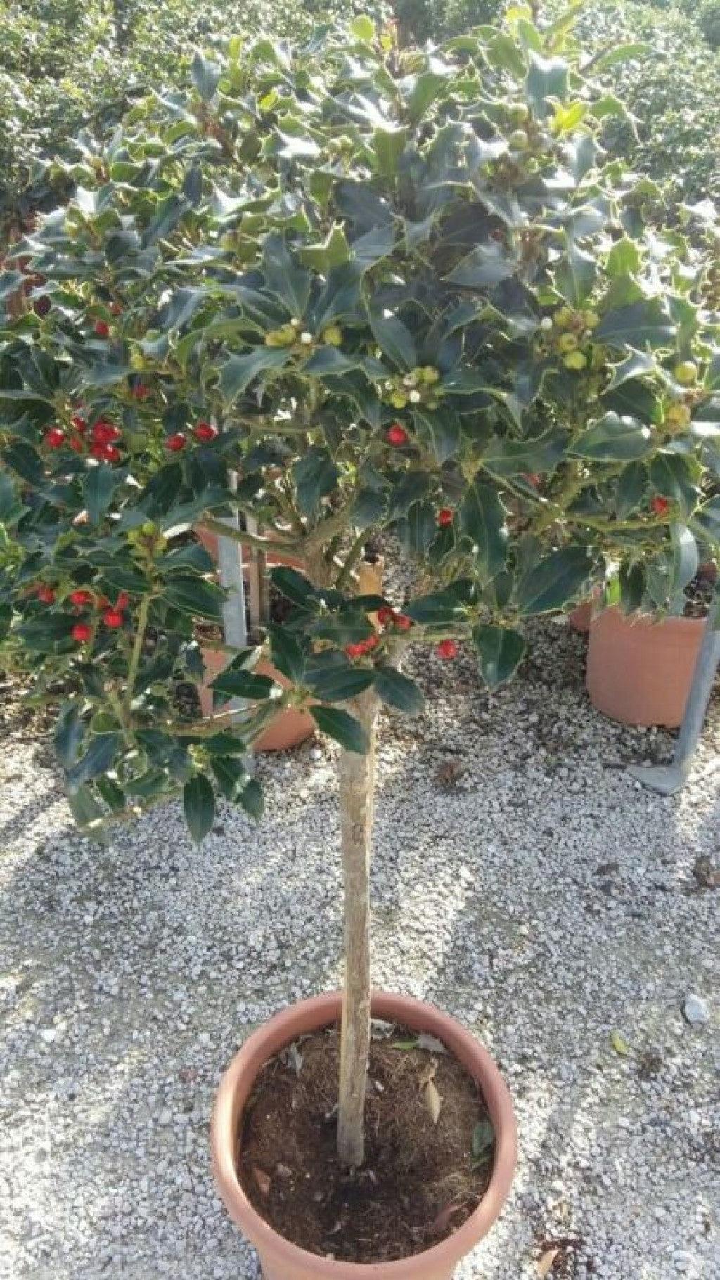 Laur sfant „Alaska” 0.40 -0.60 m  Ilex aquifolium Alaska"