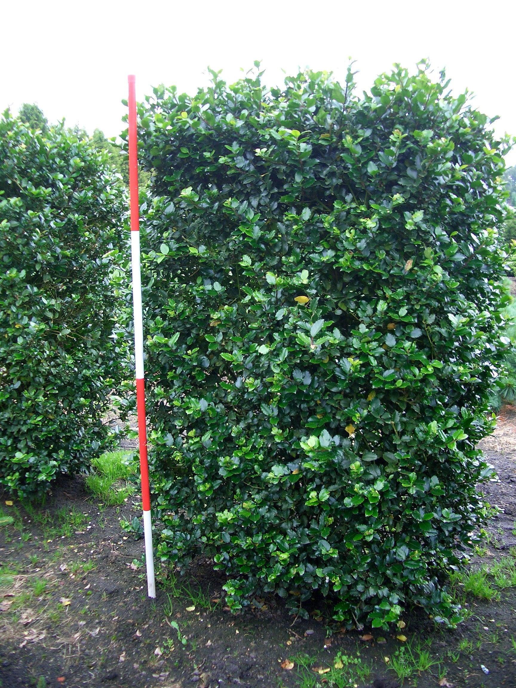 Laur sfant Heckenstar" 1.00 -1.40 m  Ilex meserveae "Heckenstar"