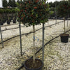 Ilex Nellie R.Stevens" 1.50 - 1.75 m  Ilex mutchagara "Nellie R.Stevens"