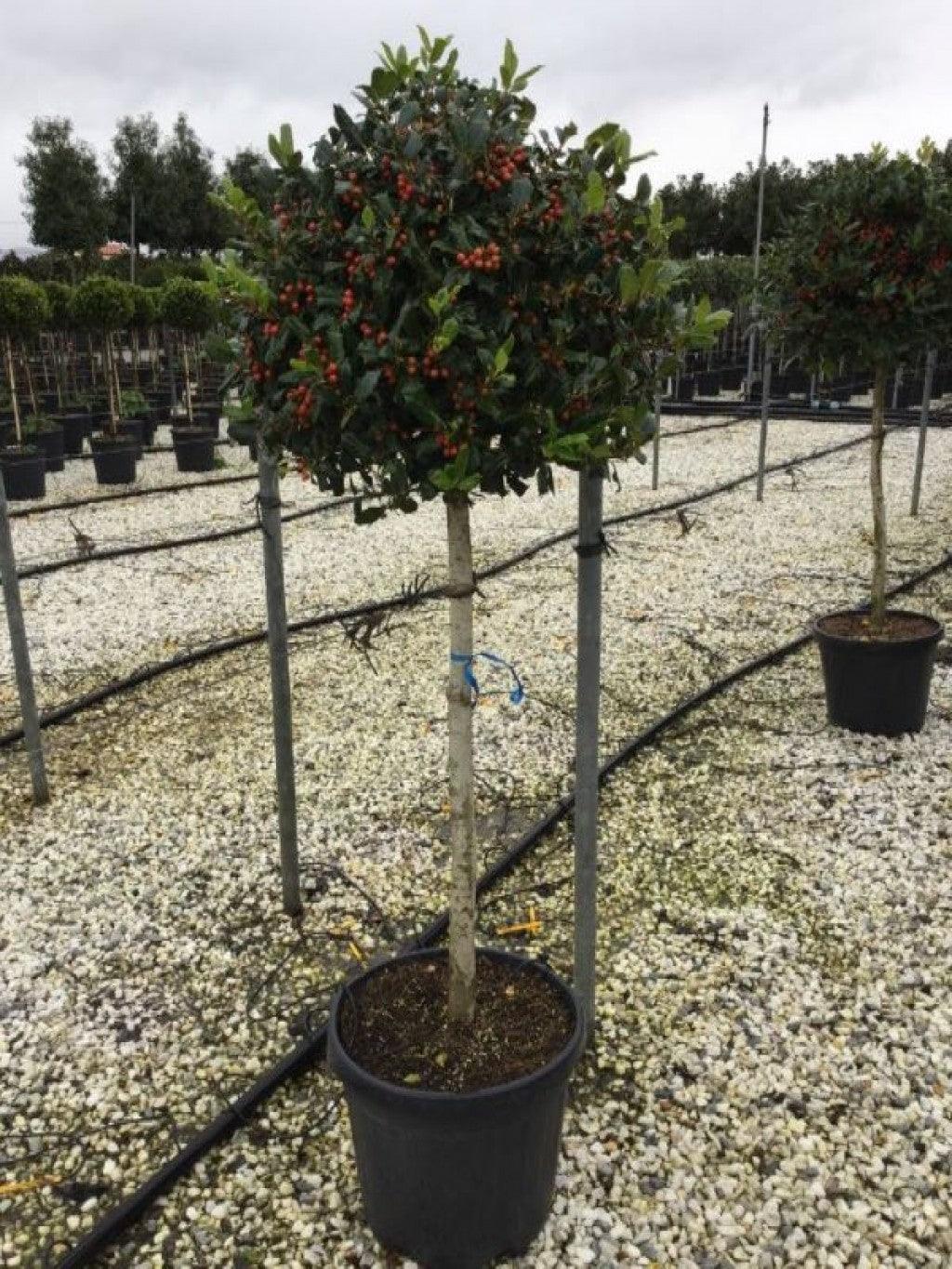 Ilex Nellie R.Stevens" 1.50 - 1.75 m  Ilex mutchagara "Nellie R.Stevens"