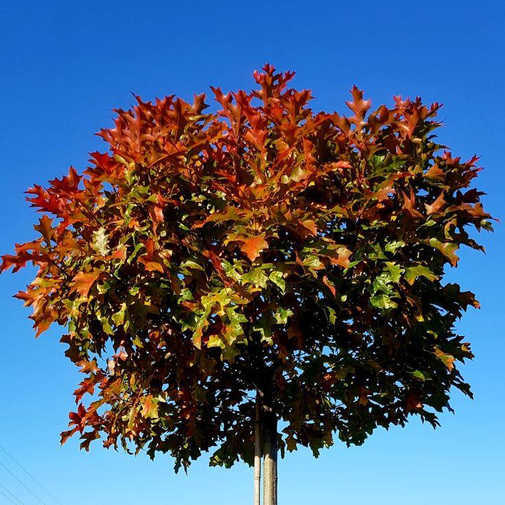 Stejar de balta Green Dwarf" 2.00 - 2.50 m  Quercus palustris "Green Dwarf"