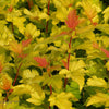 Physocarpus Dart's Gold " 1.00 - 1.20 m Physocarpus opulifolius "Dart's Gold"