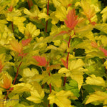 Physocarpus Dart's Gold " 1.00 - 1.20 m Physocarpus opulifolius "Dart's Gold"