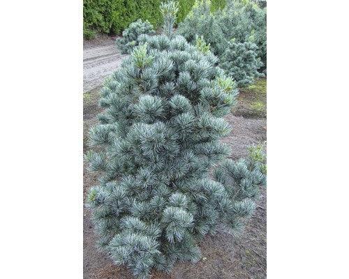 Pin alb japonez Negishi 0.80 - 1.20 m  Pinus parvifolia "Negishi"