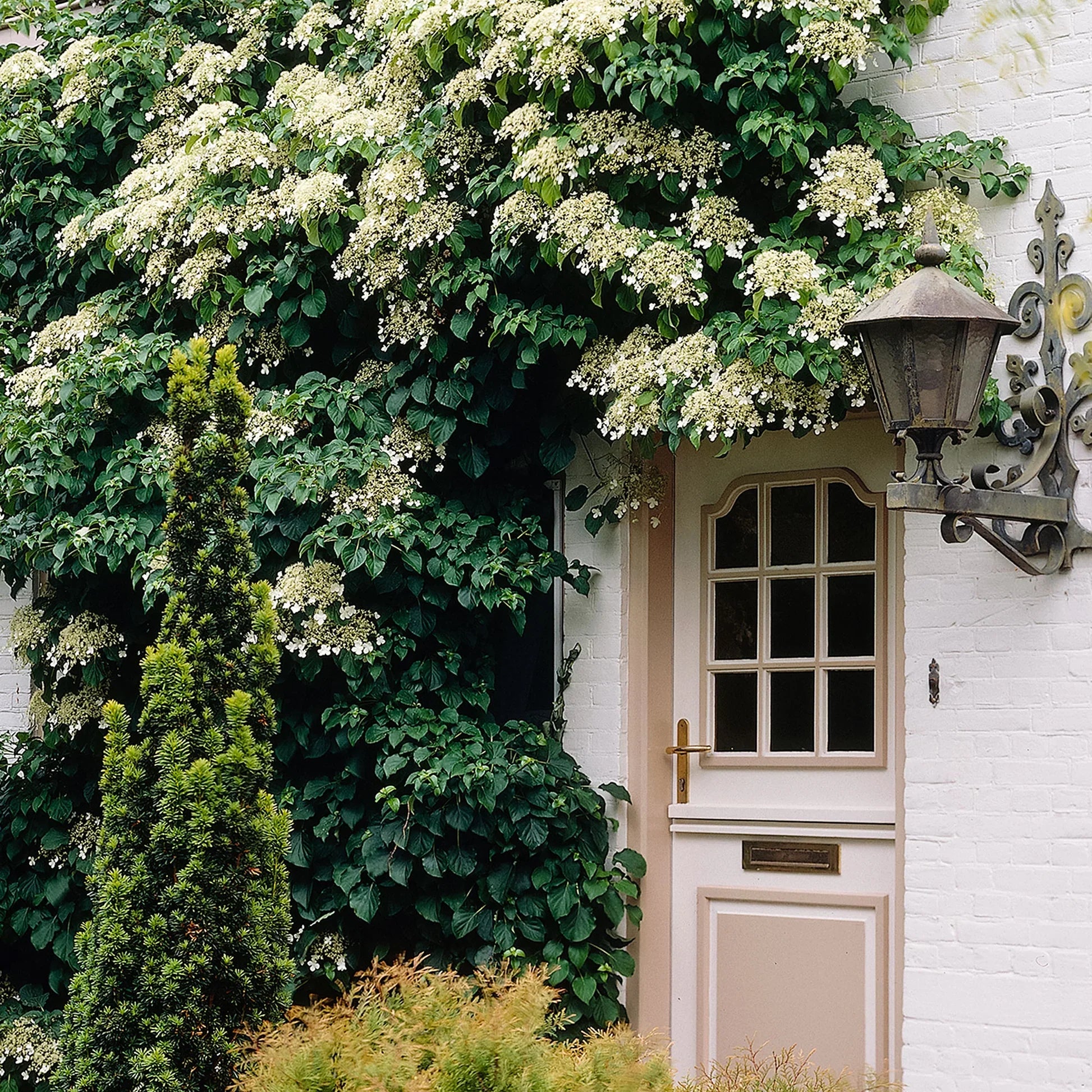 Hortensia cățărătoare 1.00 - 1.30 m  Hydrangea petiolaris