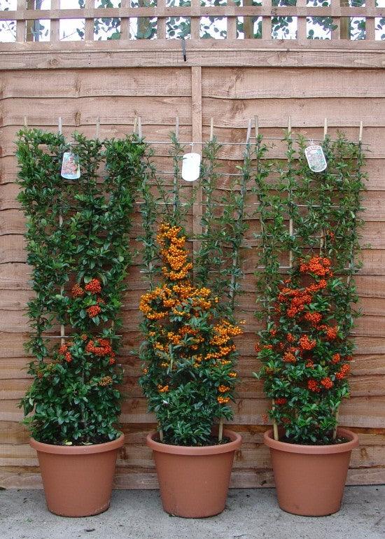 Pyracantha Ventoux Red" perete 0.80 -1.20 m  Pyracantha coccinea "Ventoux Red"