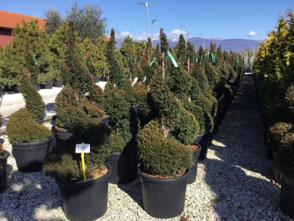 Tisa spirala 1.40 - 1.60 m  Taxus baccata