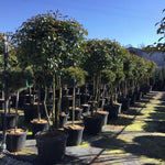 Photinia Red Robin" Multistemmed 1.70 - 2.00 m Photinia serrulata "Red Robin"