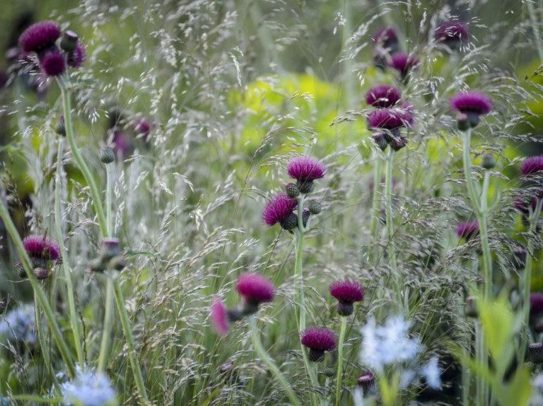 Cirsium rivulare Trevor's Blue Wonder