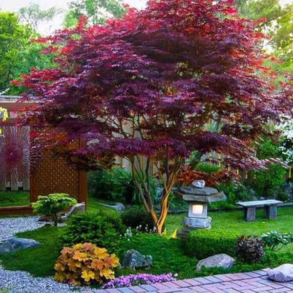 Artar japonez Bloodgood" 1.00 - 1.30 m  Acer palmatum "Bloodgood"