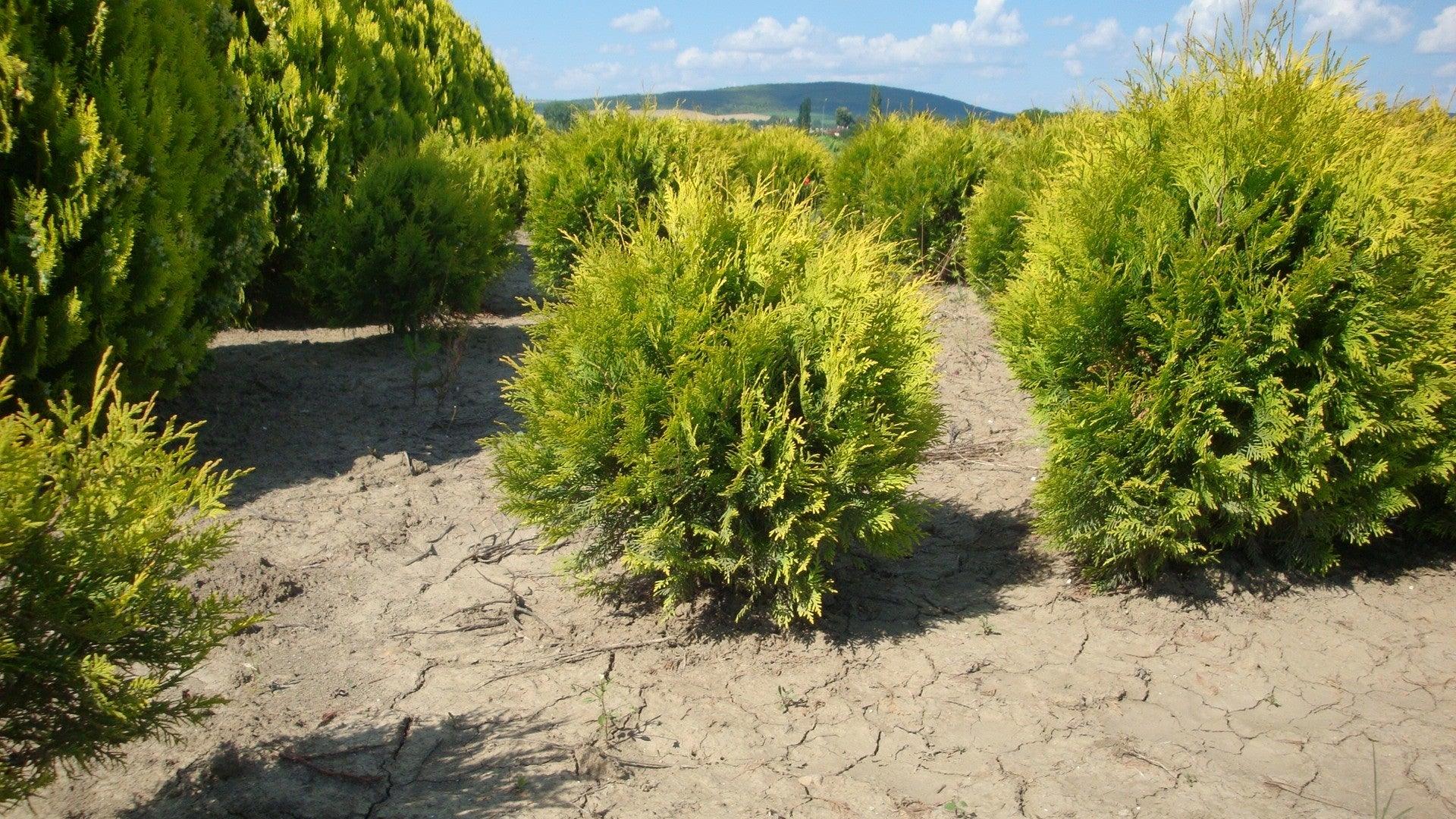 Tuia Golden Globe" 0.40 - 0.50 m  Thuja occidentalis "Golden Globe"