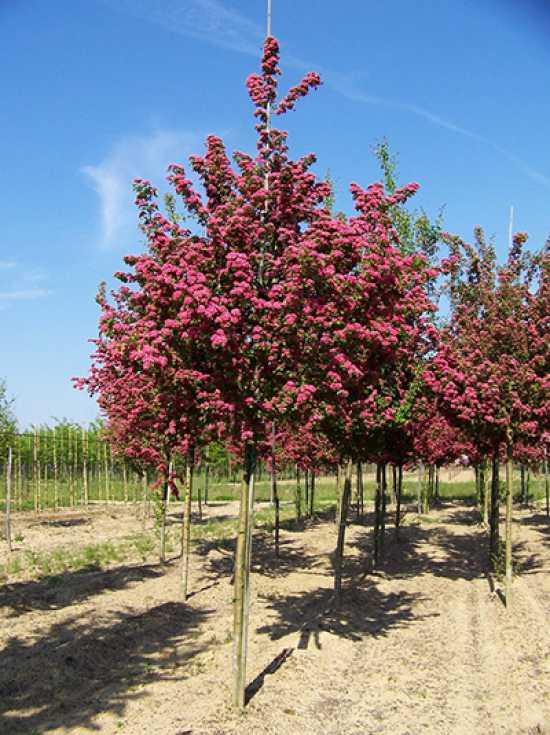 Paducel Paul's Scarlet" 3.50 - 4.50 m  Crataegus laevigata "Paul's Scarlet"