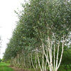 Doorenbos multistem birch" 3.00 - 3.50 m Betula utilis "Doorenbos"