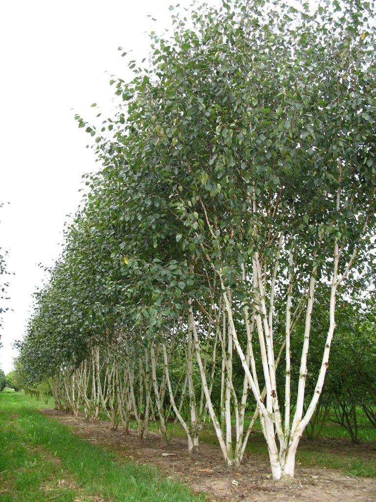 Mesteacan  multitulpinal Doorenbos" 3.00 - 3.50 m  Betula utilis "Doorenbos"