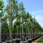 Red oak 3.00 - 4.00 m Quercus rubra