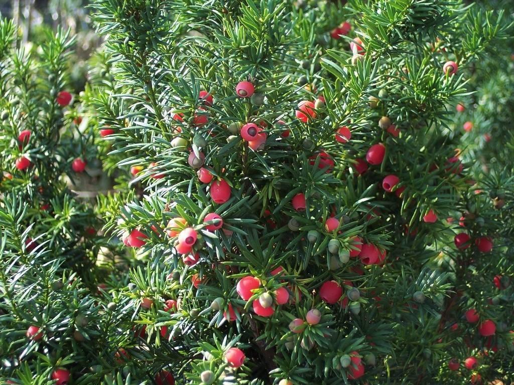 Tisa 1.30 - 1.40 m  Taxus baccata