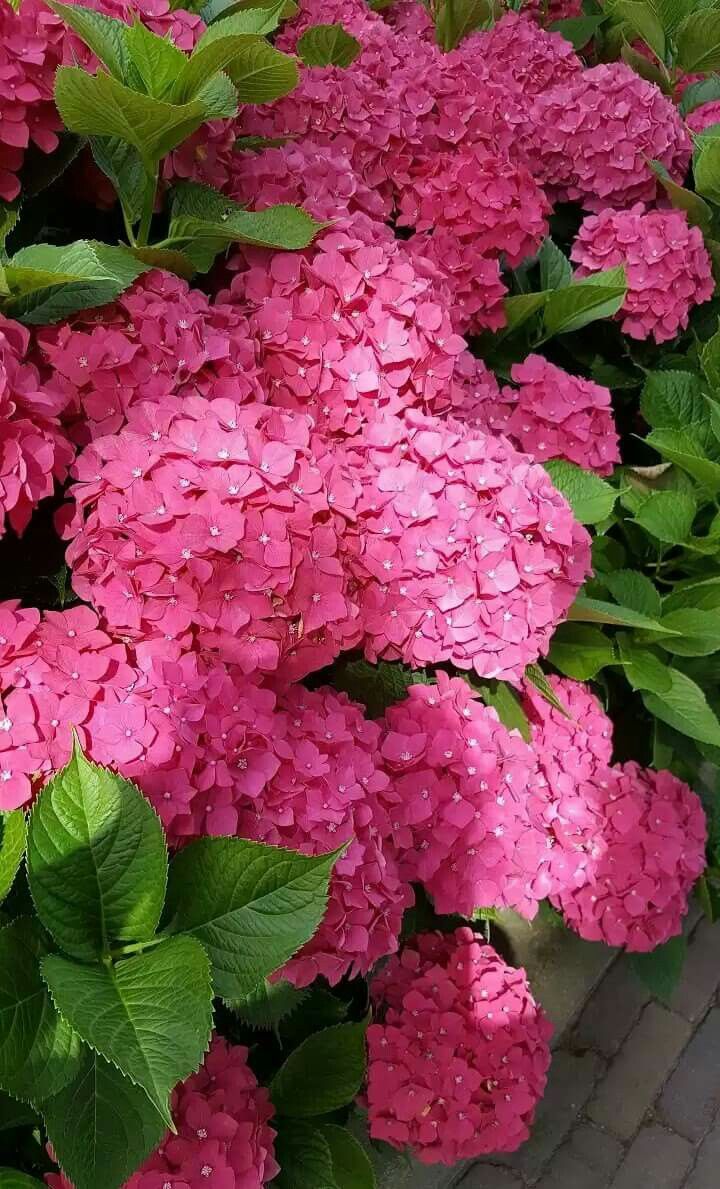 Hortensia Maman Rose" 0.50 - 0.70 m  Hydrangea macr. "Maman Rose"