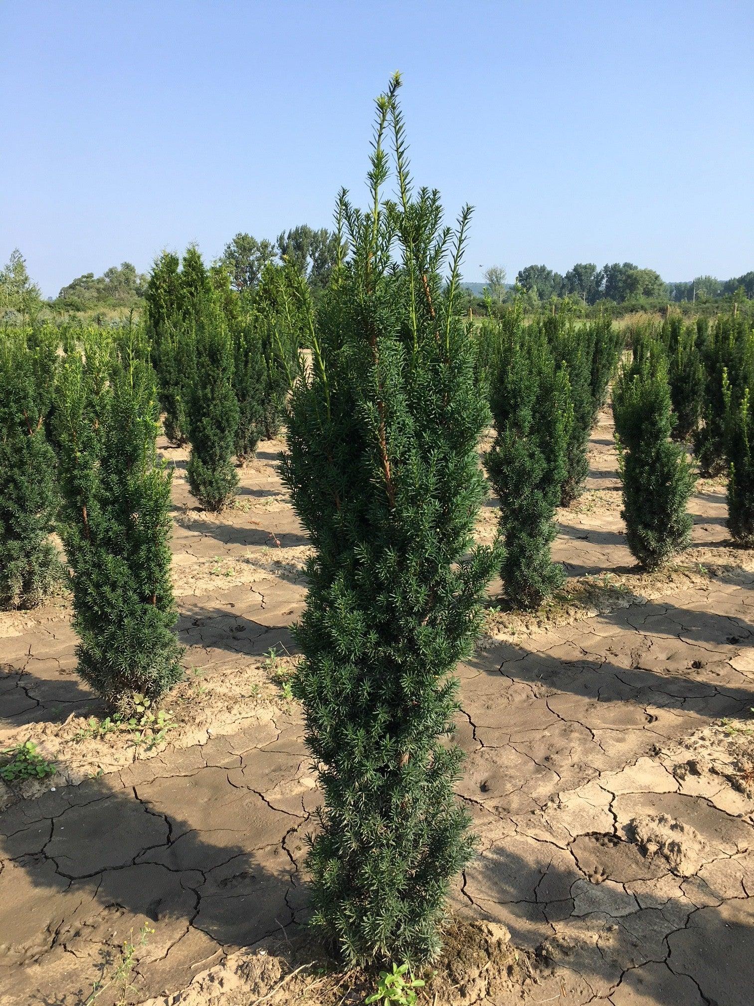 Tisa columnara  Hicksii" 1.50 - 1.70 m  Taxus x media "Hicksii"