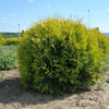 Thuja Golden Globe" 0.80 - 1.00 m Thuja occidentalis "Golden Globe"