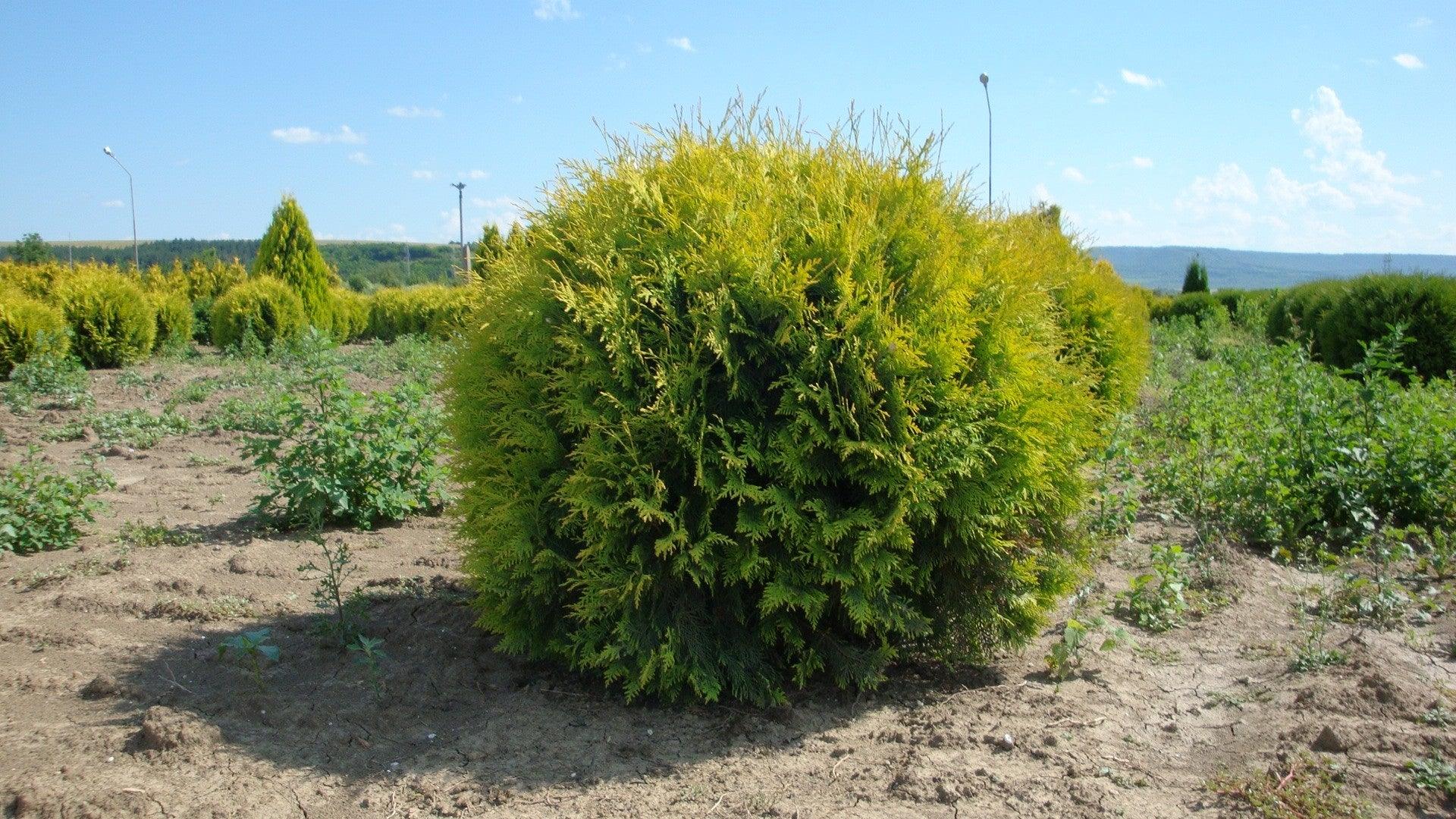 Tuia Golden Globe" 0.80 - 1.00 m  Thuja occidentalis "Golden Globe"