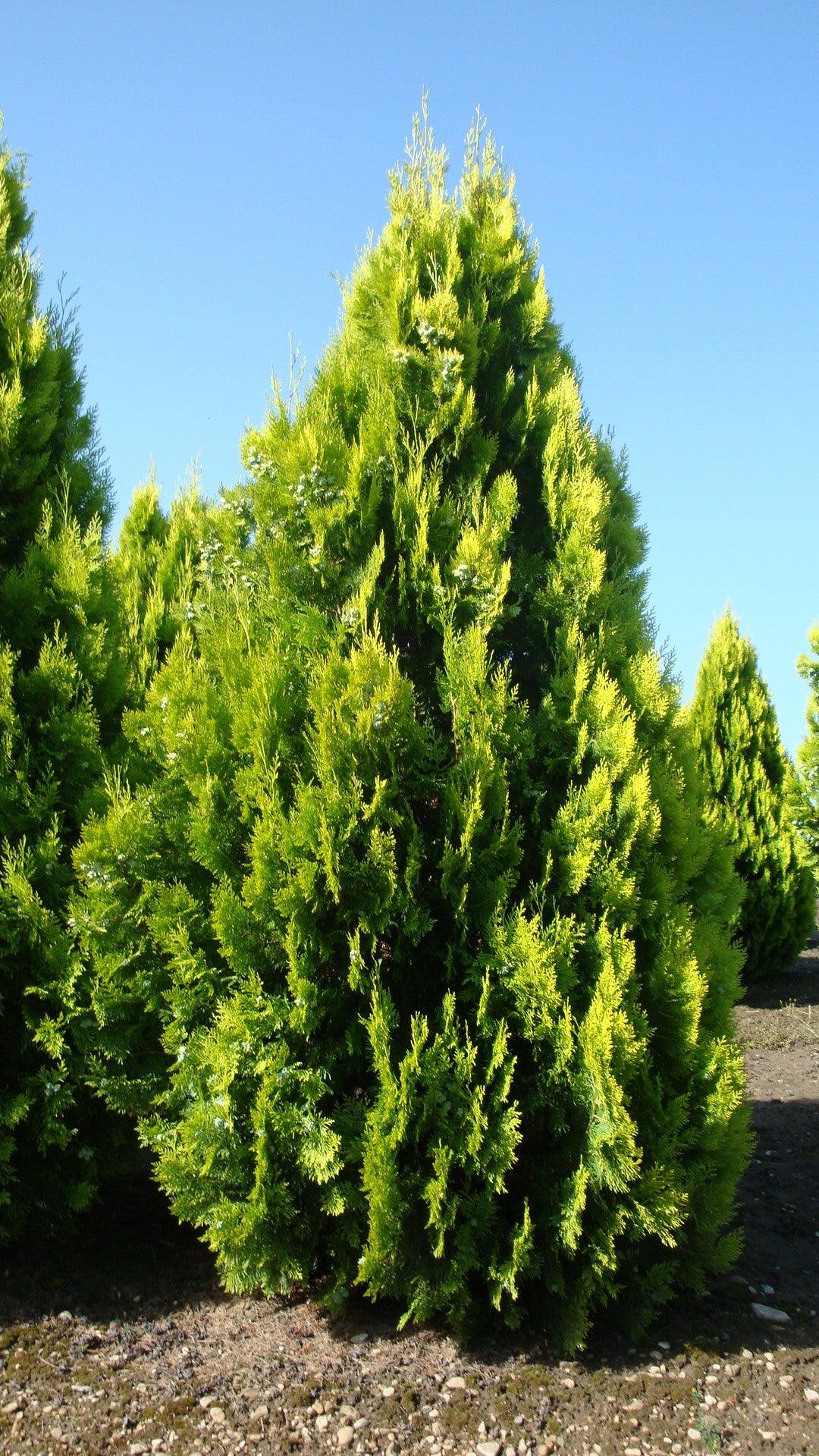 Tuia Pyramidalis Aurea" 1.30 - 1.50 m Thuja orientalis "Pyramidalis Aurea"