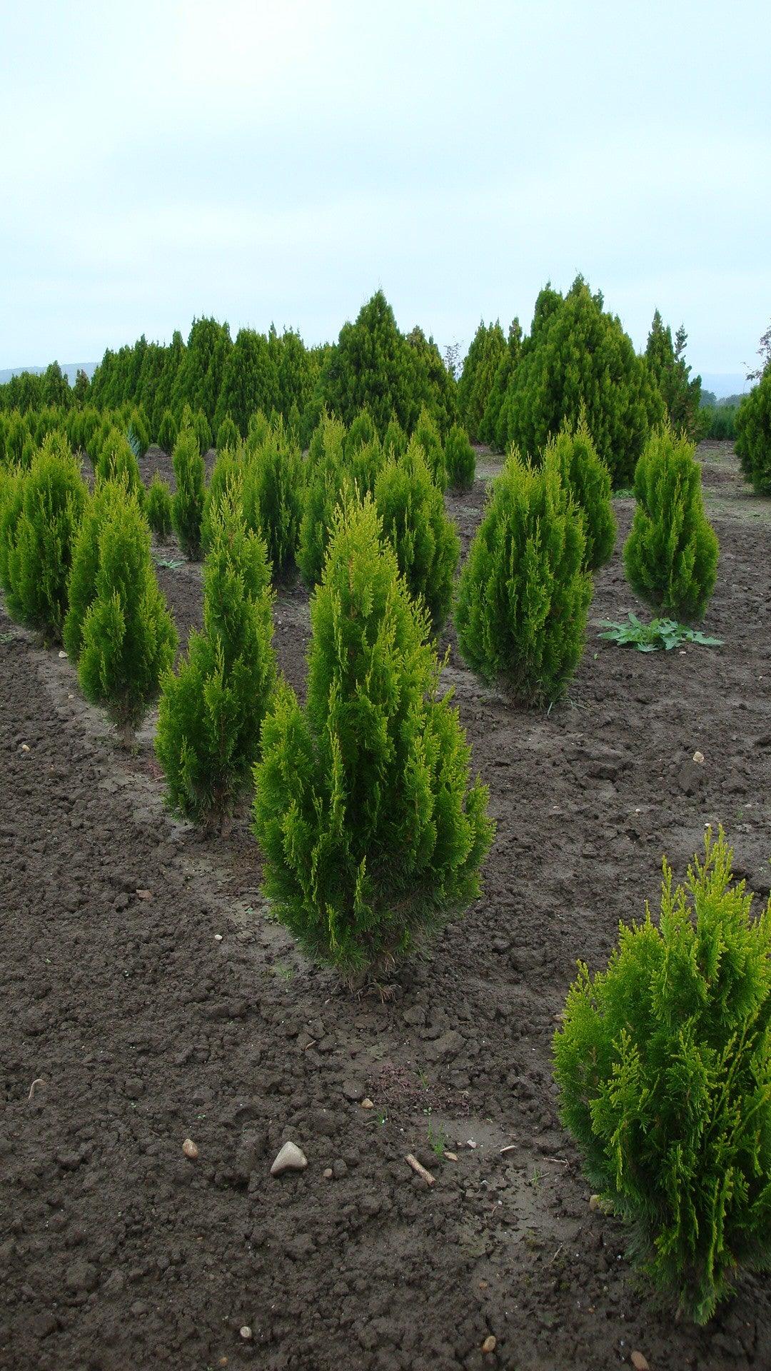 Tuia Pyramidalis Aurea" 1.30 - 1.50 m Thuja orientalis "Pyramidalis Aurea"