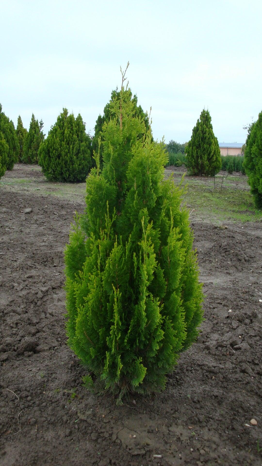 Tuia Pyramidalis Aurea" 1.30 - 1.50 m Thuja orientalis "Pyramidalis Aurea"