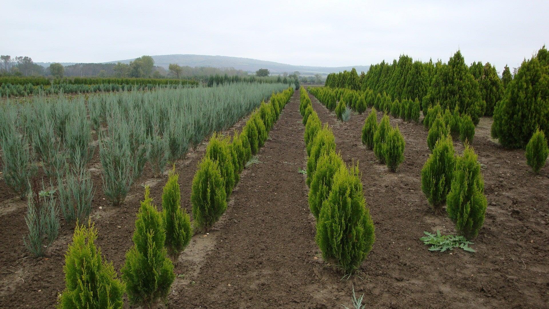 Tuia Pyramidalis Aurea" 1.30 - 1.50 m Thuja orientalis "Pyramidalis Aurea"