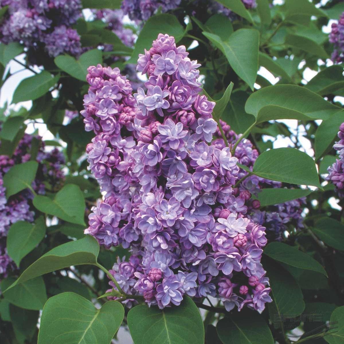 Liliac Michel Buchner" 1.20 - 1.50 m  Syringa vulgaris "Michel Buchner"