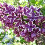 Liliac Sensation" 1.20 - 1.50 m   Syringa vulgaris "Sensation"
