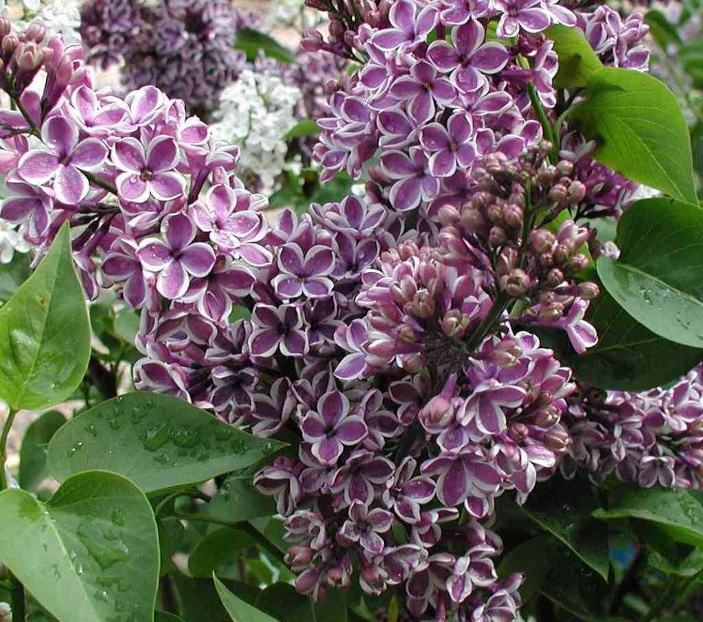 Liliac Sensation" 1.20 - 1.50 m   Syringa vulgaris "Sensation"