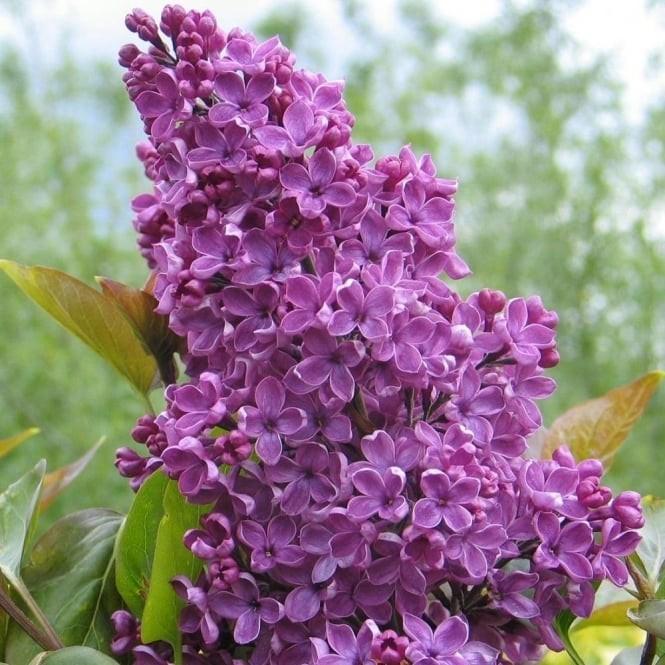 Liliac Souvenir de Louis Spath" 1.20 - 1.50 m   Syringa vulgaris "Souvenir de Louis Spath"