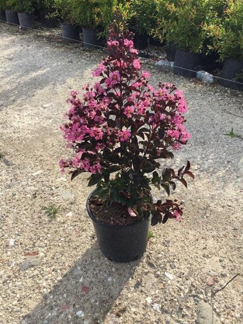 Liliac indian Rapsody in Pink" 1.00 - 1.20 m  Lagerstroemia indica "Rapsody in Pink"