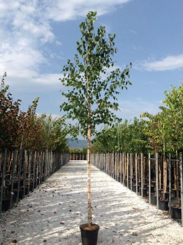 Mesteacan argintiu 3.00 - 4.00 m  Betula pendula