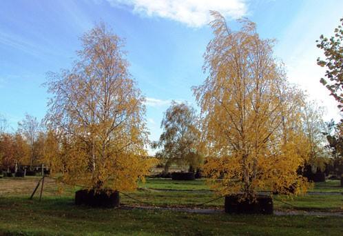 Mesteacan argintiu multitulpinal 2.50 - 3.50 m  Betula pendula